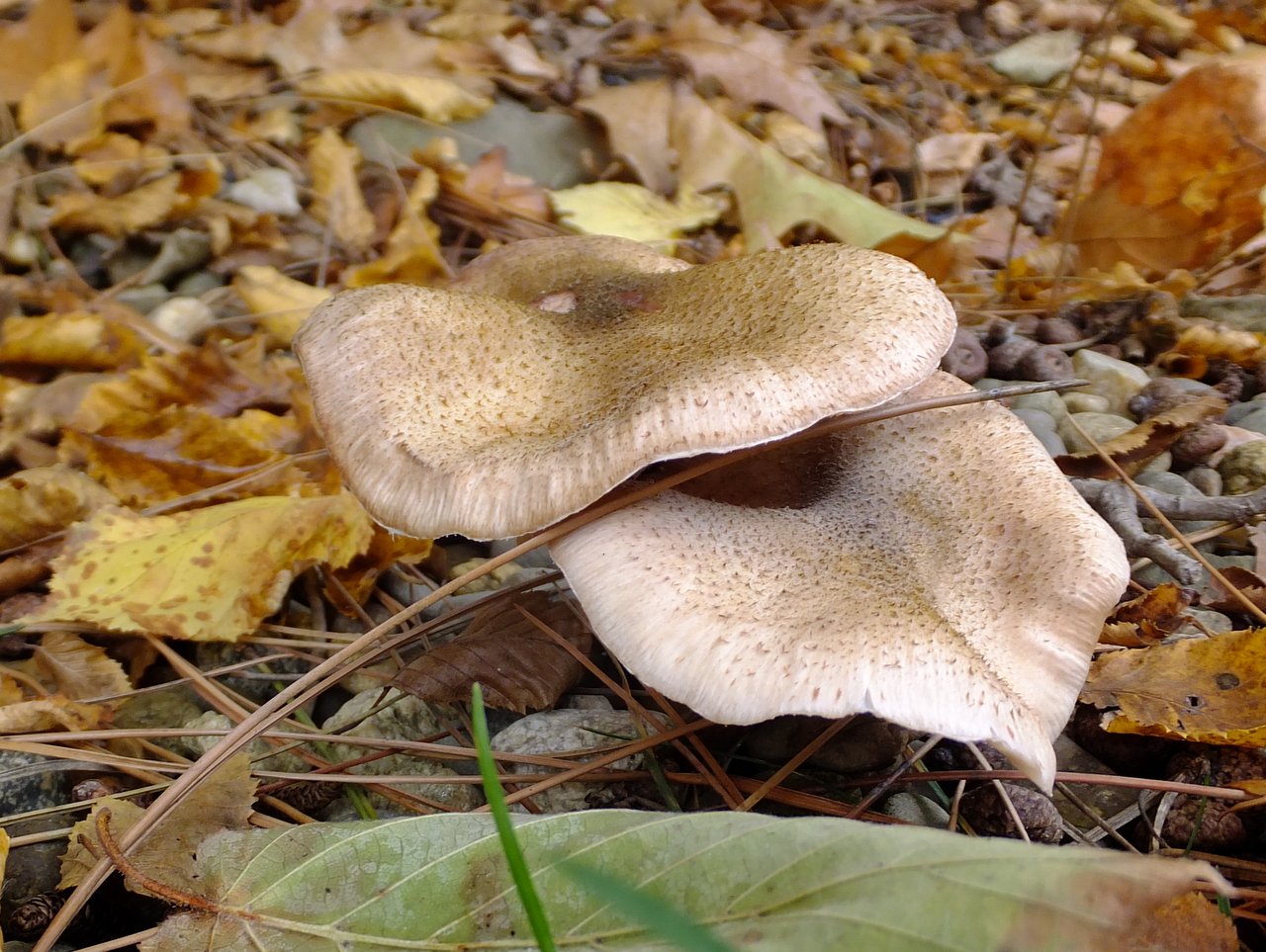 фото осенних грибов с названиями