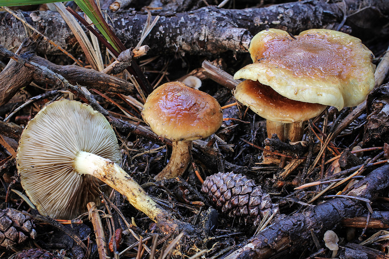 Чешуйчатка Сосновая Pholiota spumosa