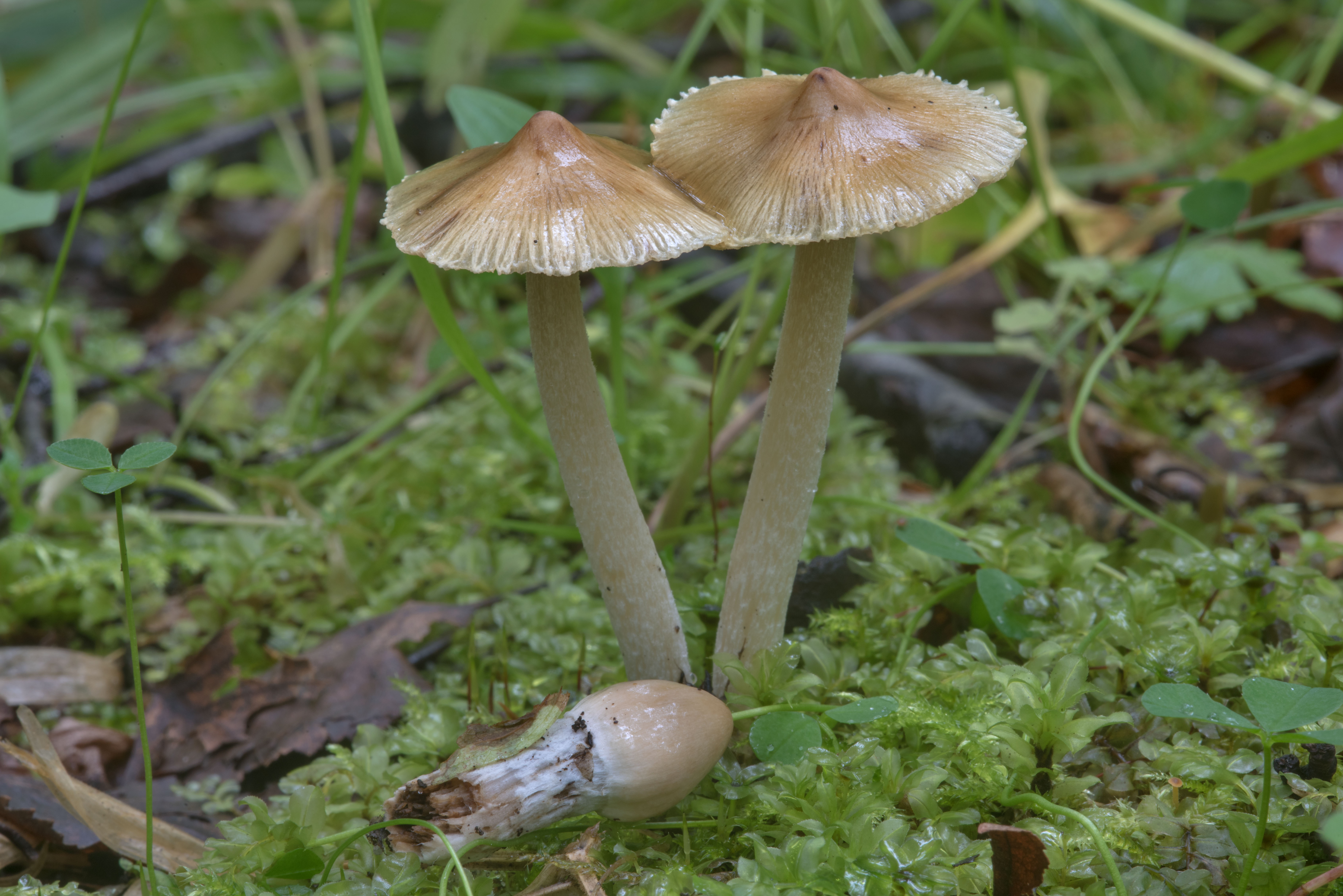 Волоконница волокнистая (Inocybe rimosa)