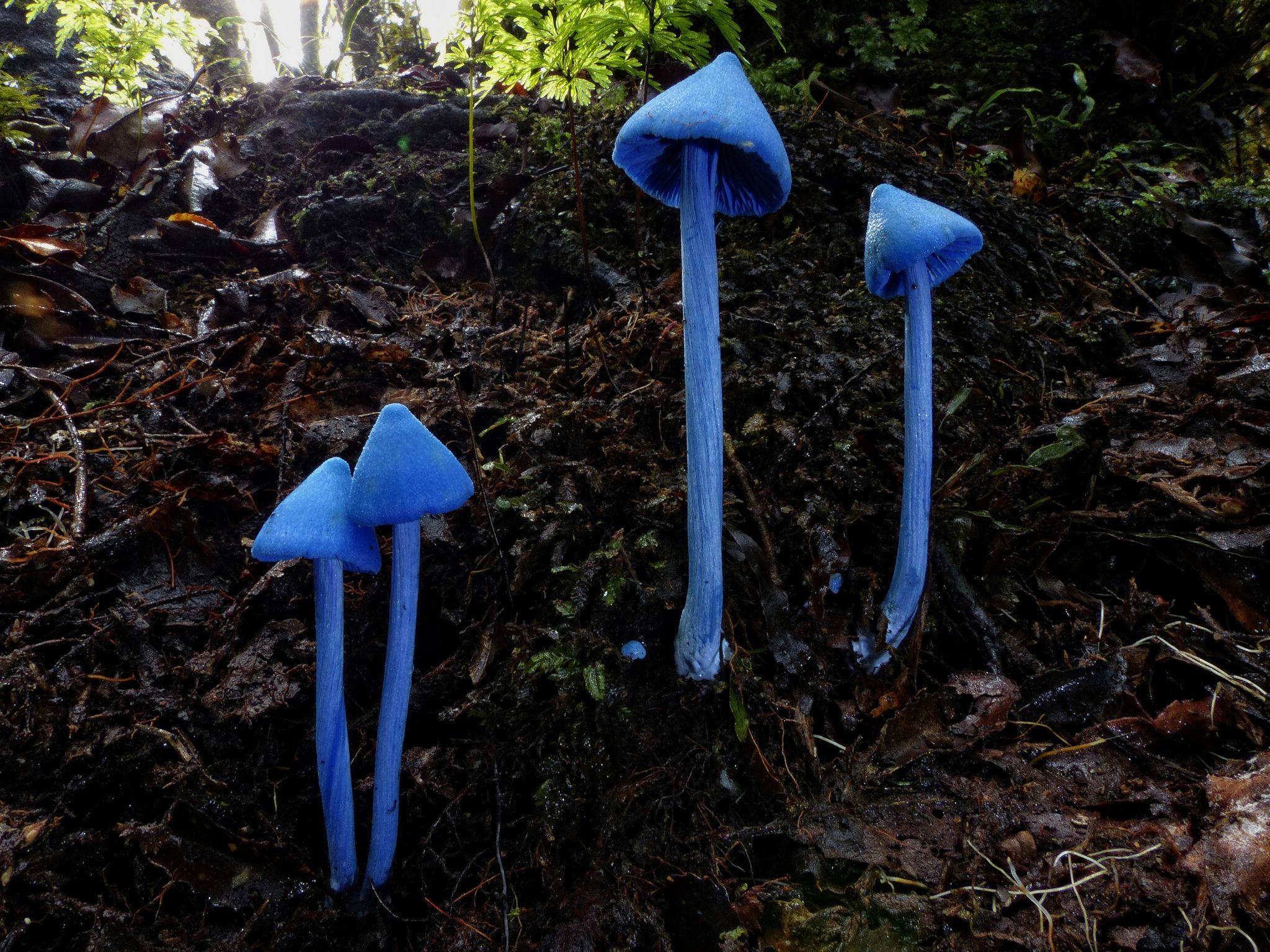 Синий гриб Энтолома