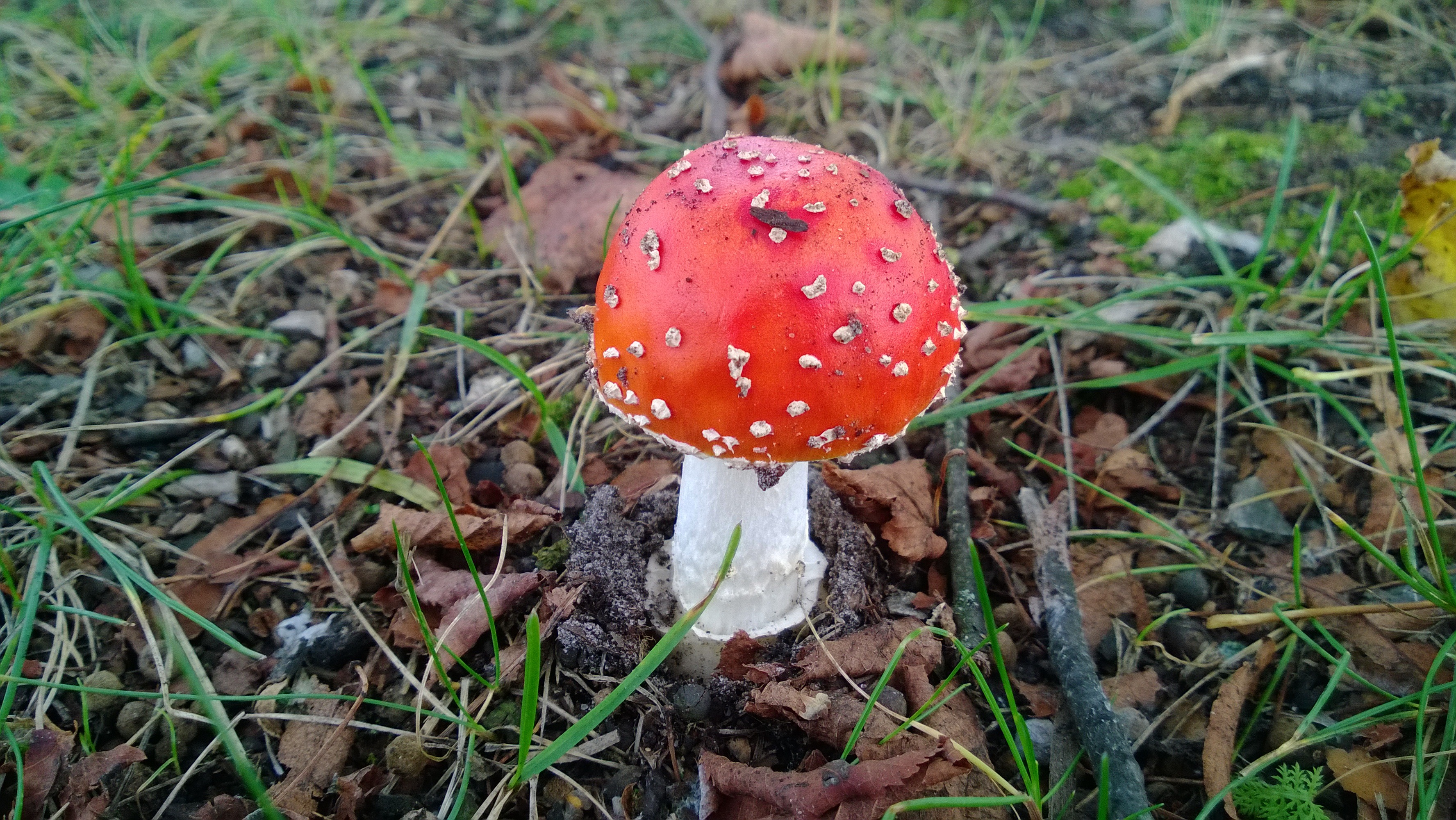 Красная поганка гриб