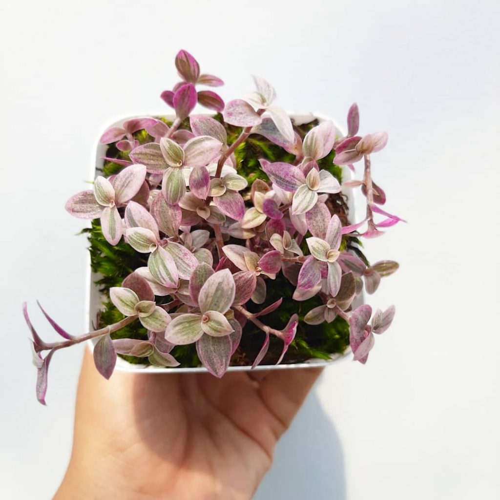 Коллизия розовая