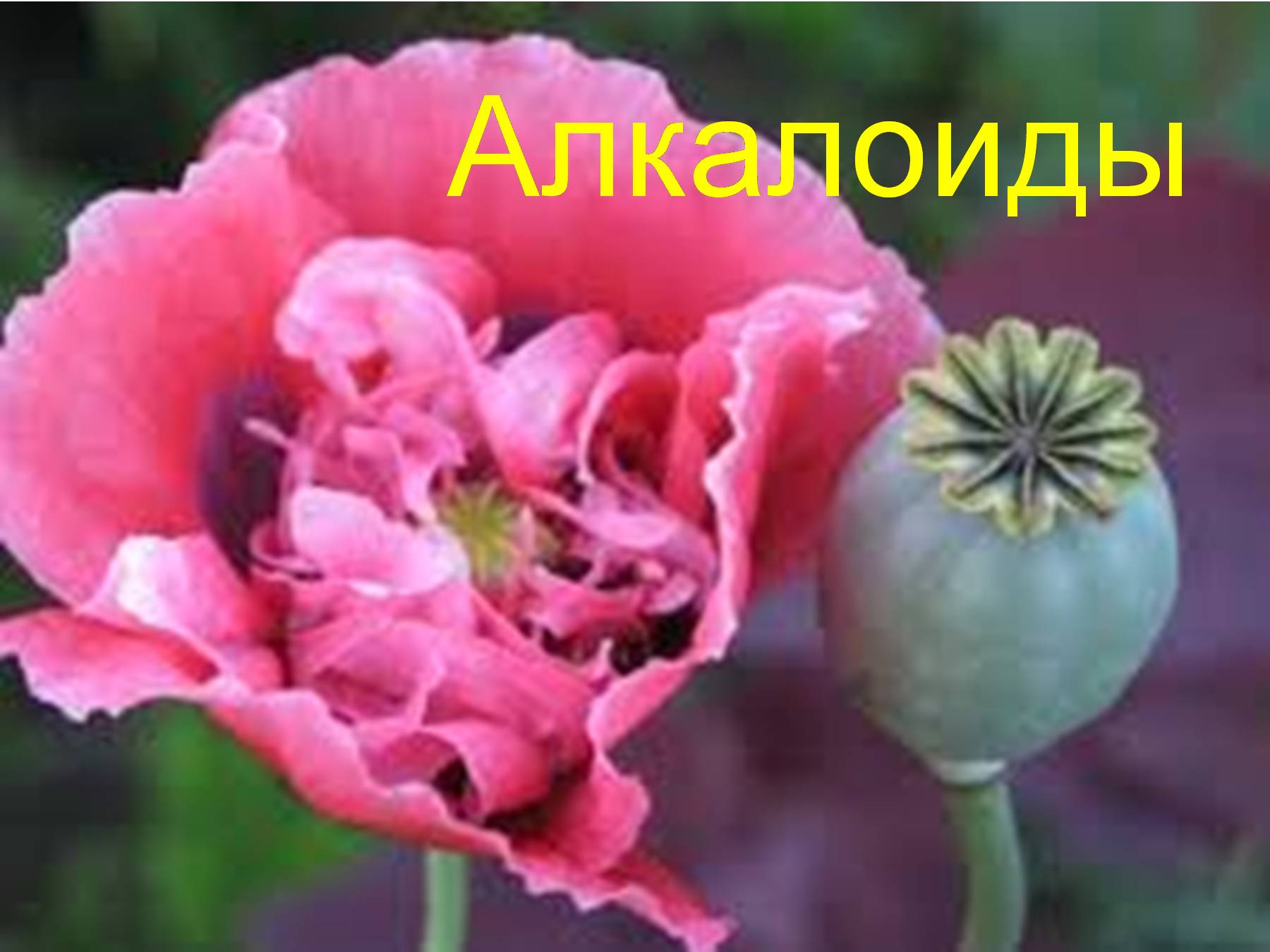 Мак снотворный как выглядит