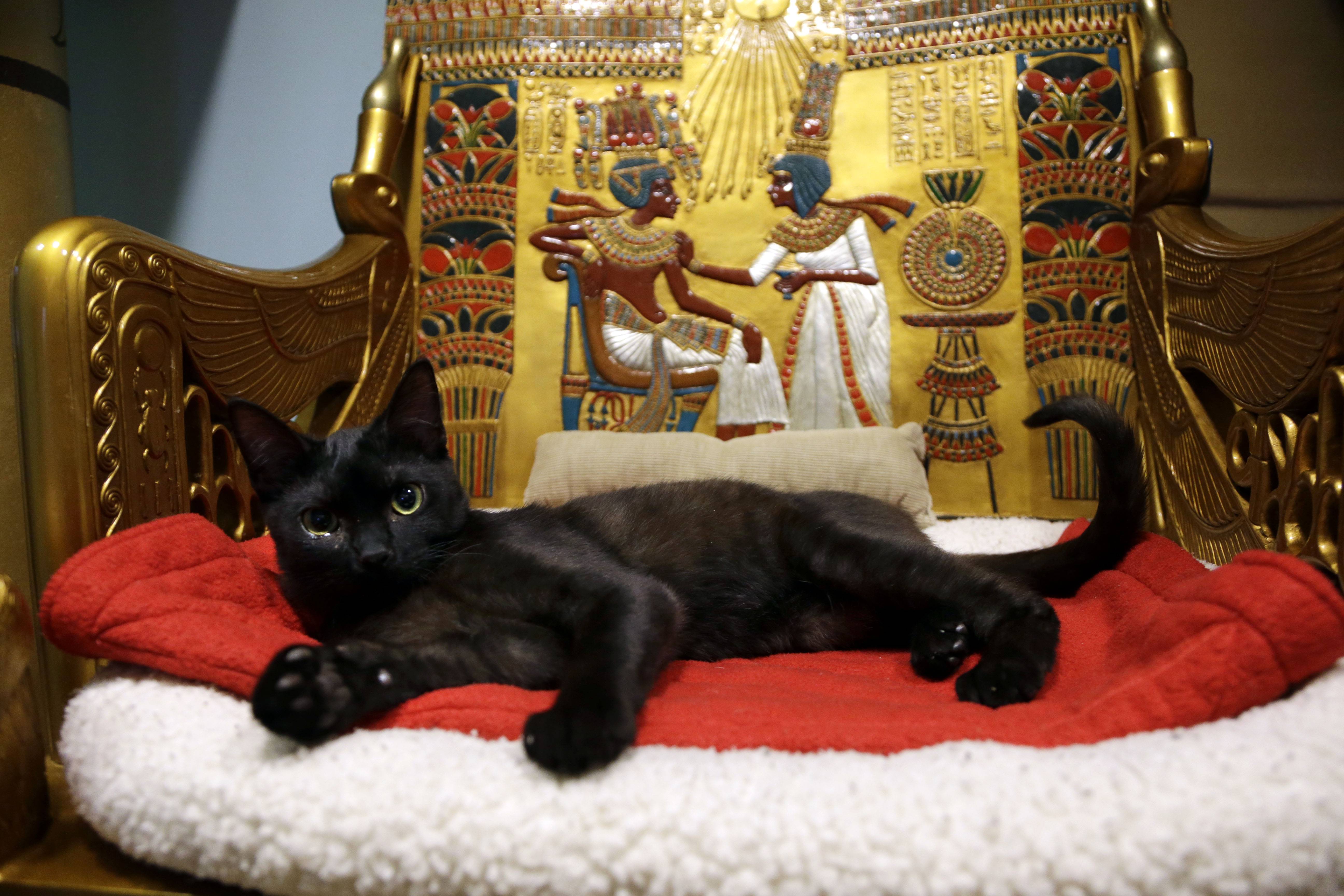 Священная кошка Египта