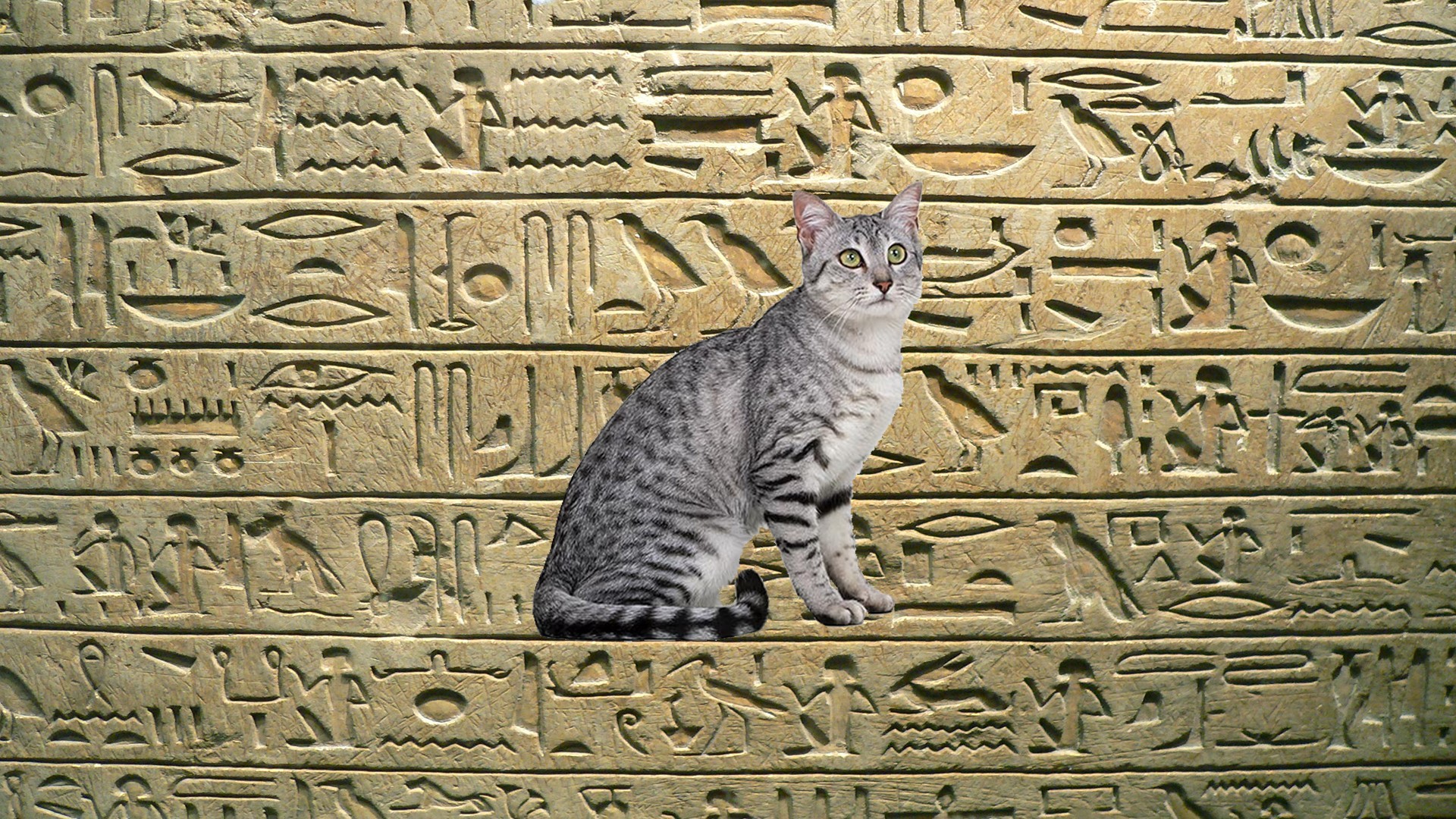 Египетская МАУ кошка