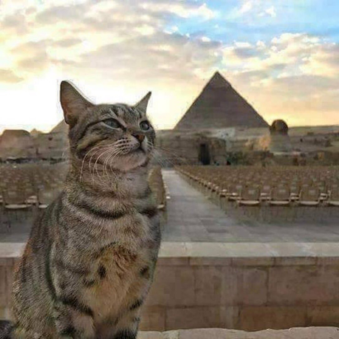 Египетская кошка пирамида.