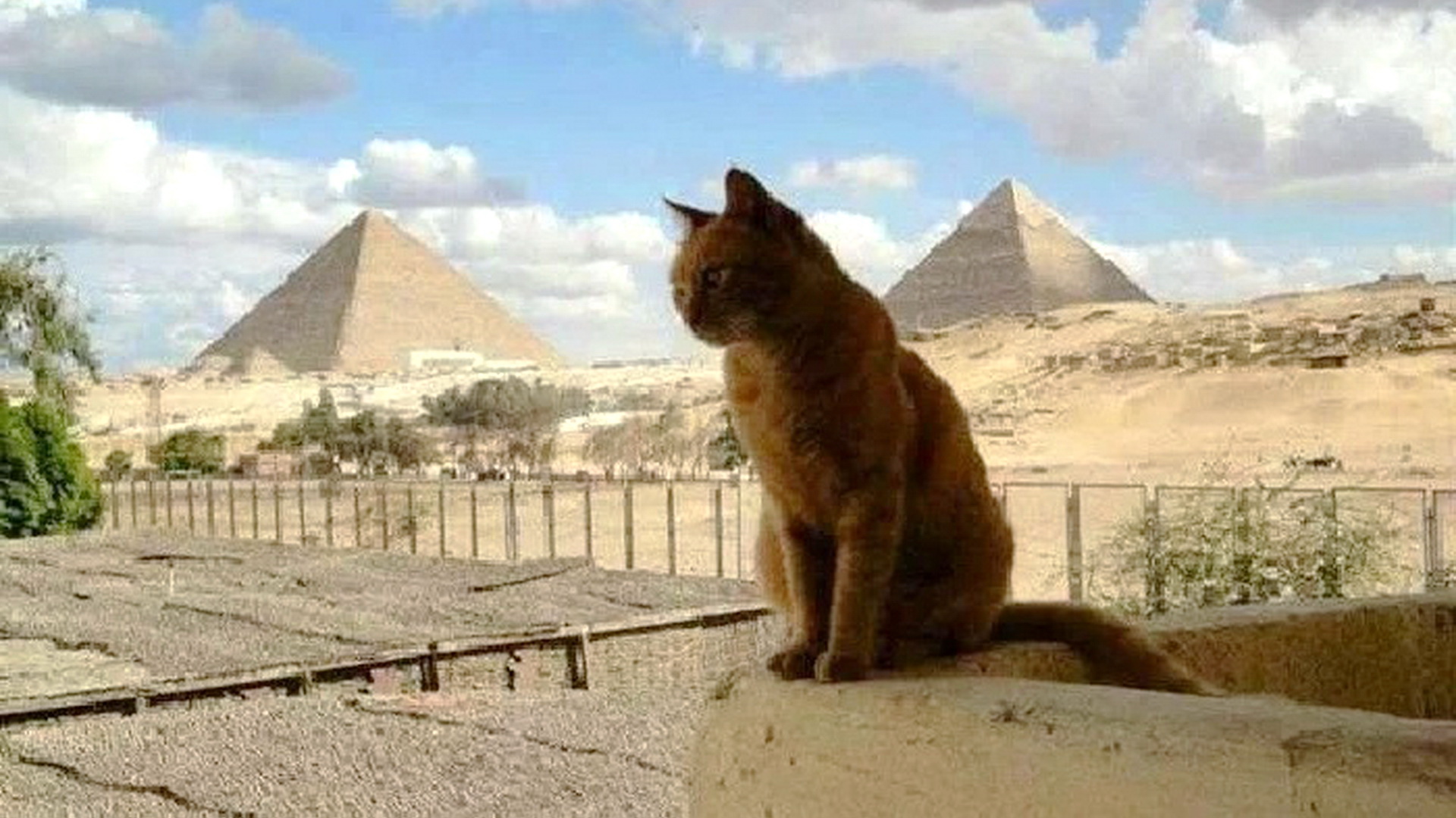 Que significa el gato egipcio