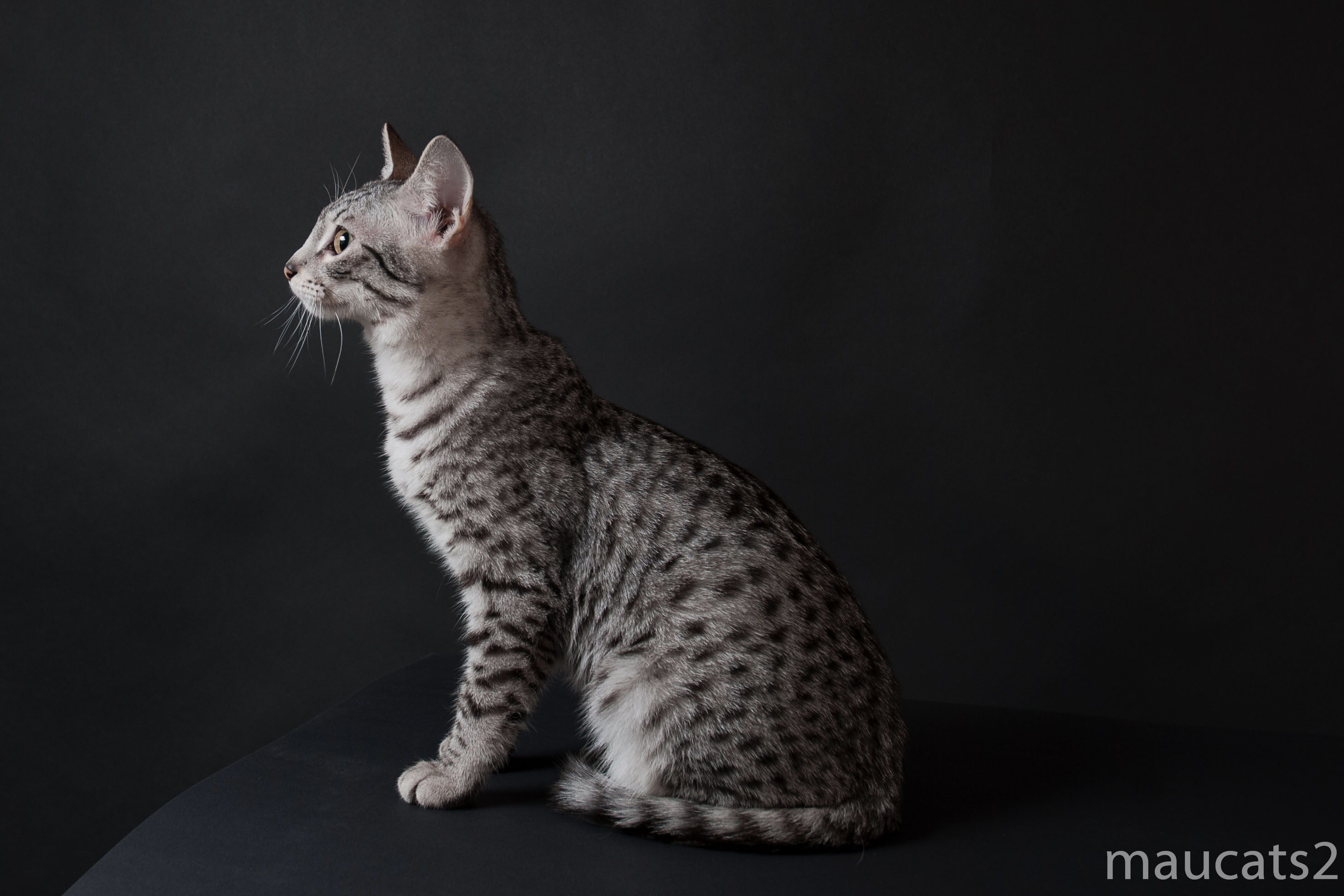 Фото кошек мау. Египетская МАУ кошка. Порода кошек Египетская МАУ. Египетская МАУ котята. Котенок породы Египетская МАУ.