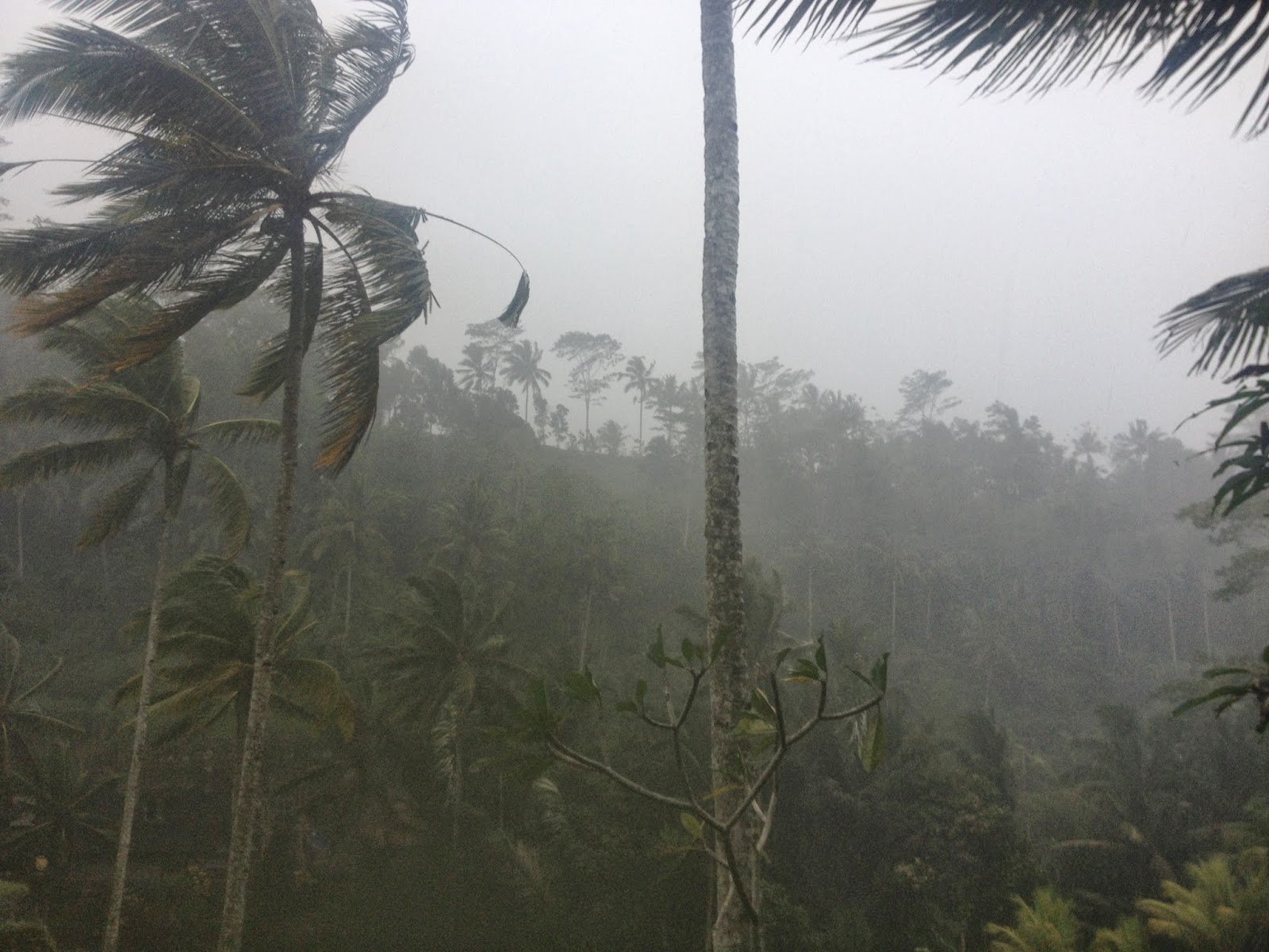 Восточный муссон. Тропический муссонный климат. Тропический Муссон в Индии. Муссонные леса Индии. Муссон тропики.