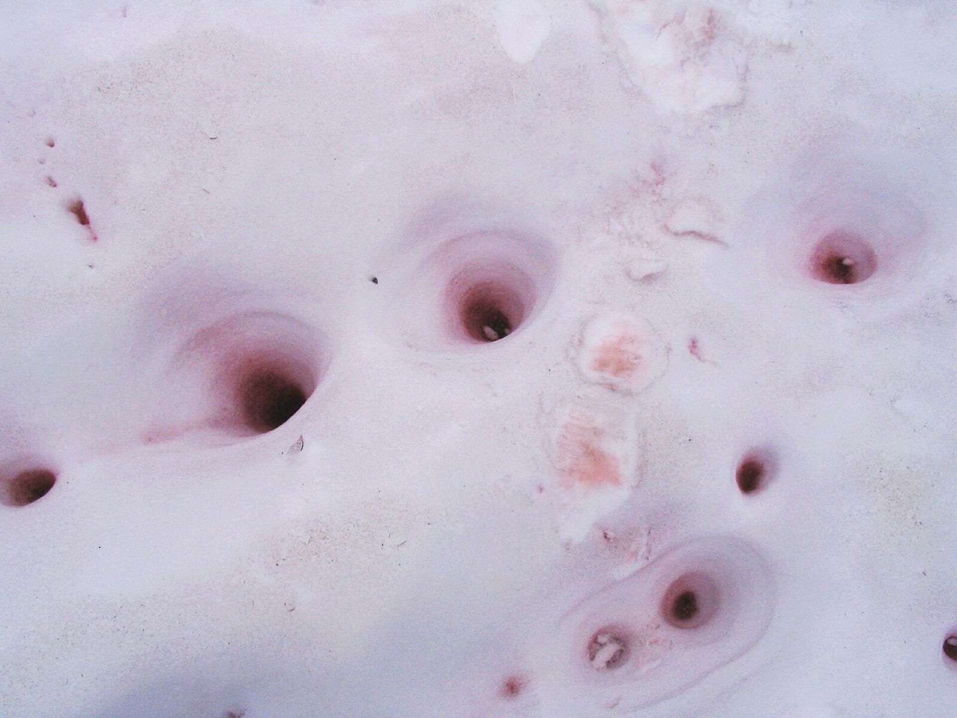 Выпал розовый снег. Сьерра Невада розовый снег. Красный снег хламидомонада. Chlamydomonas nivalis. Хламидомонада розовый снег.