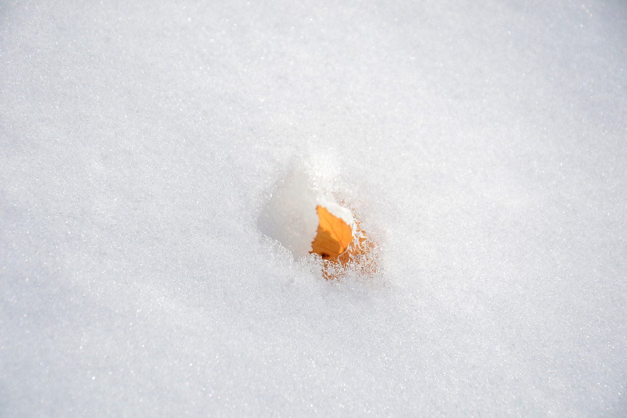 Заледеневшая корка на снегу после короткой оттепели. Корка снега. Наст на снегу. Ледяная корочка на снегу. Листья в снегу.