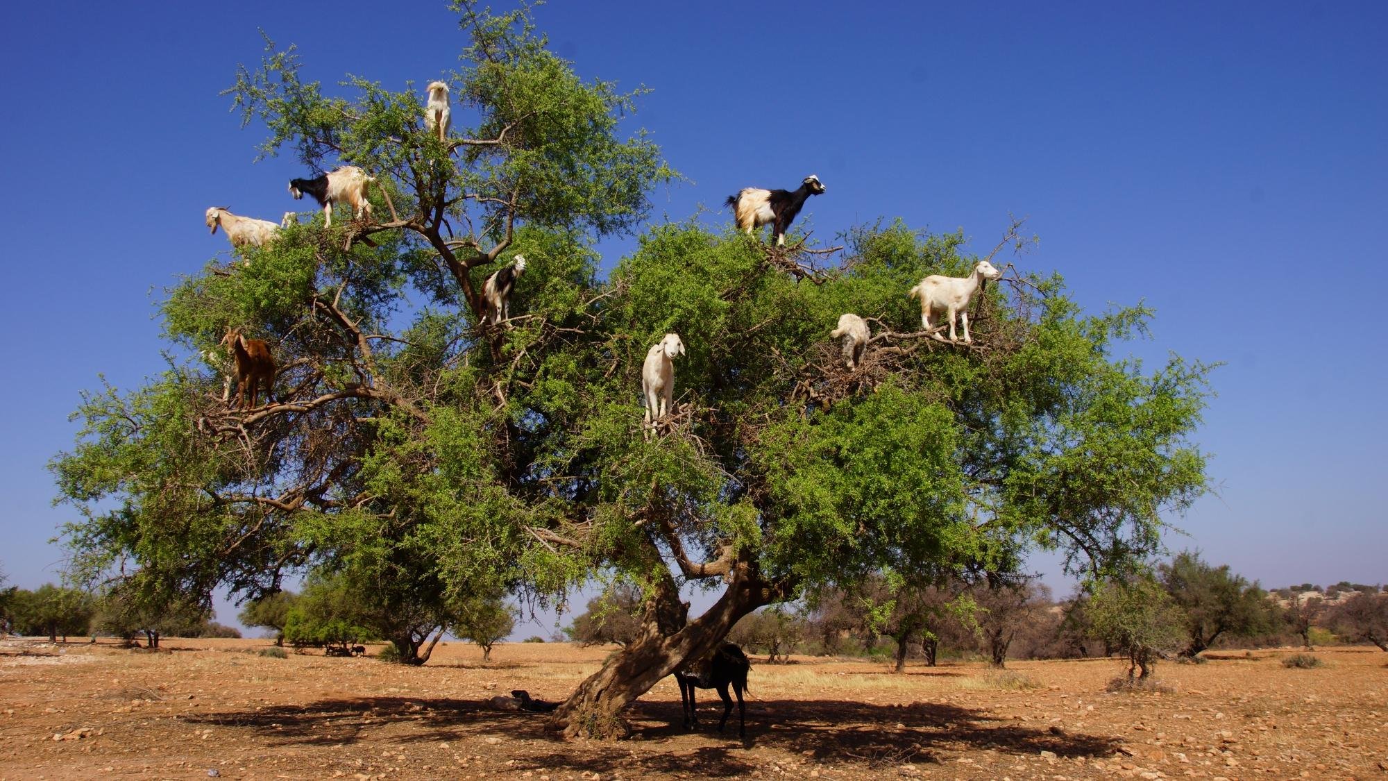 Козы на деревьях в марокко