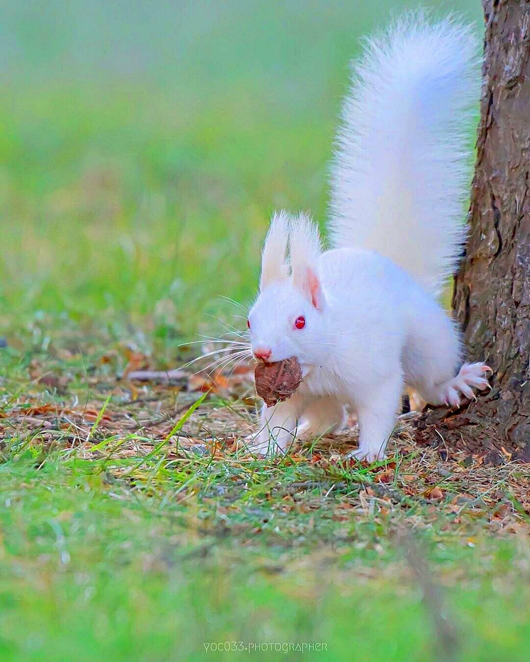 В дикой природе мыши с альбинизмом. Белка альбинос. Белая белка альбинос. Карликовый кролик альбинос. Звери альбиносы.
