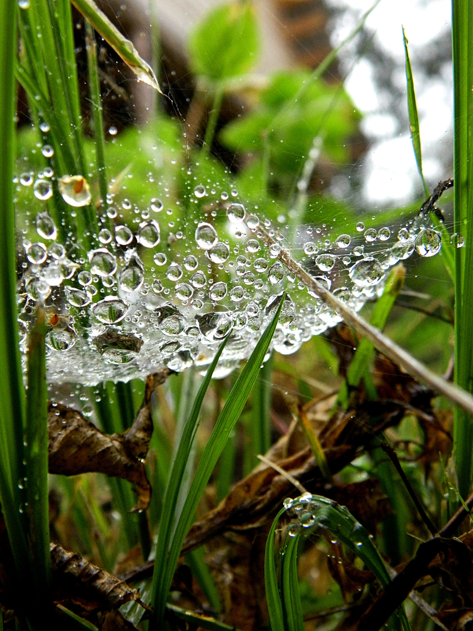 Природа после дождя