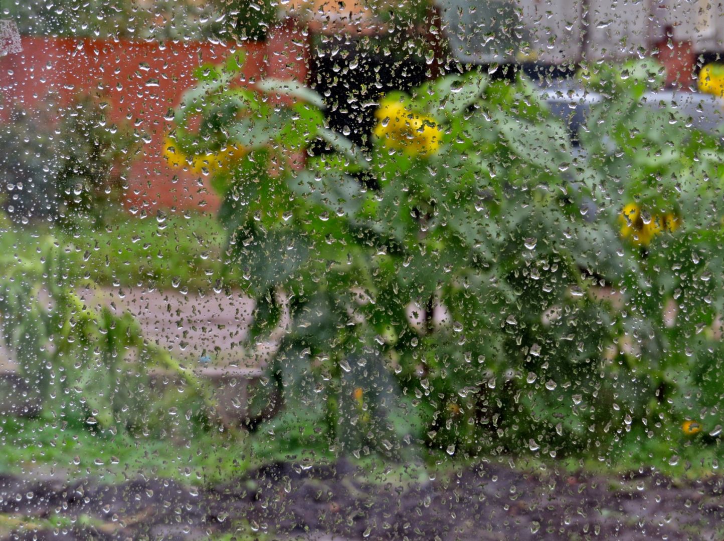 Какое лето будет дождливое. Летний дождь. Ливень в саду. Дождливое лето в саду.