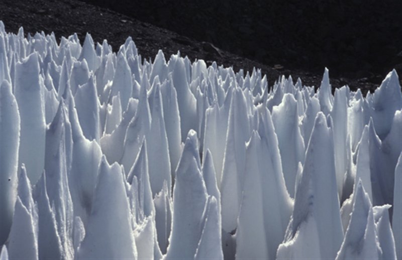Ледник кальгаспоры