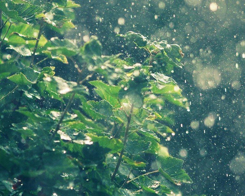 Дождь на листве зеленой