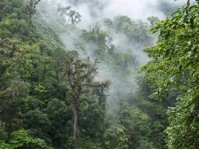 Национальный парк Монтеверде (Коста-Рика)