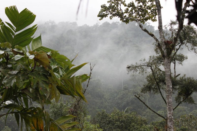 Тропические горные вечнозелёные леса