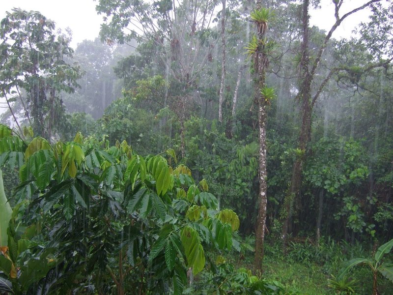 Тропический лес Борнео