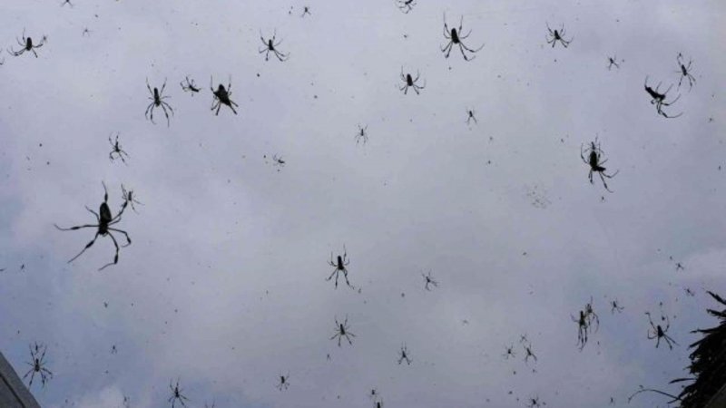 Австралия пауки паутина на улице