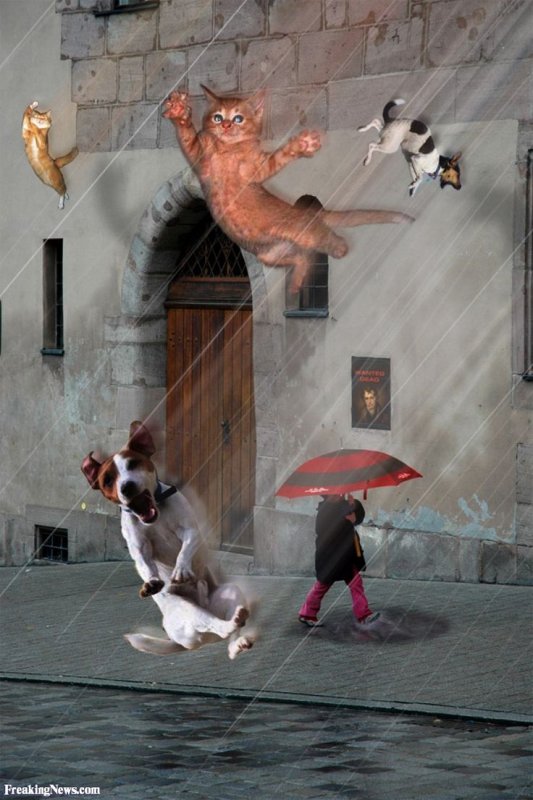 Дождь из кошек и собак