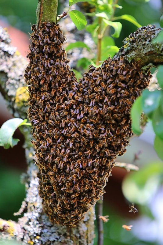 Пчеловодство. Роение пчел.