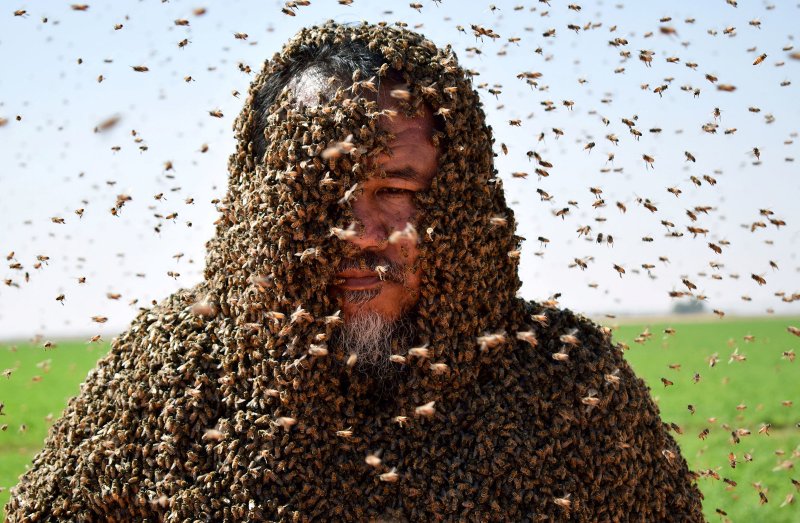 Рой диких пчел