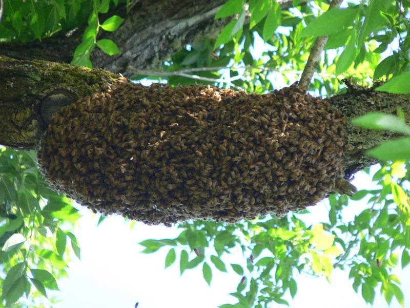 Роение пчел на пасеке