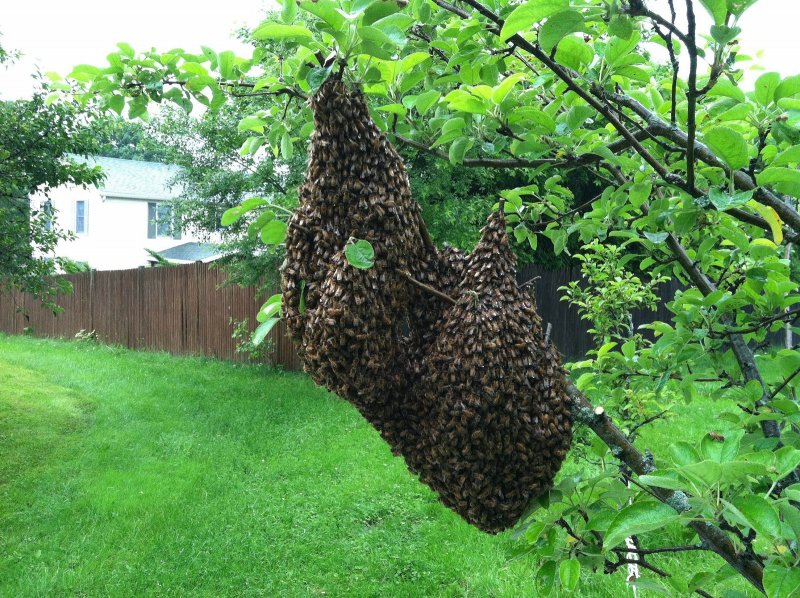 Пчеловодство роение