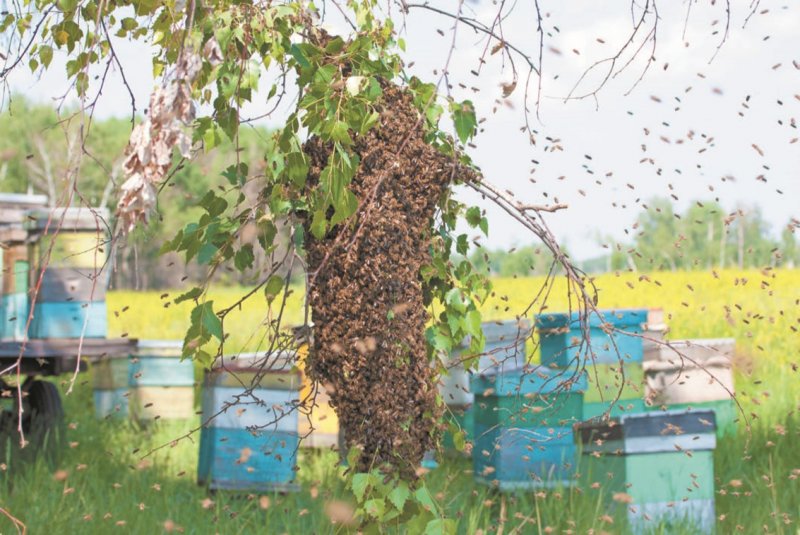 Пчеловодство роение