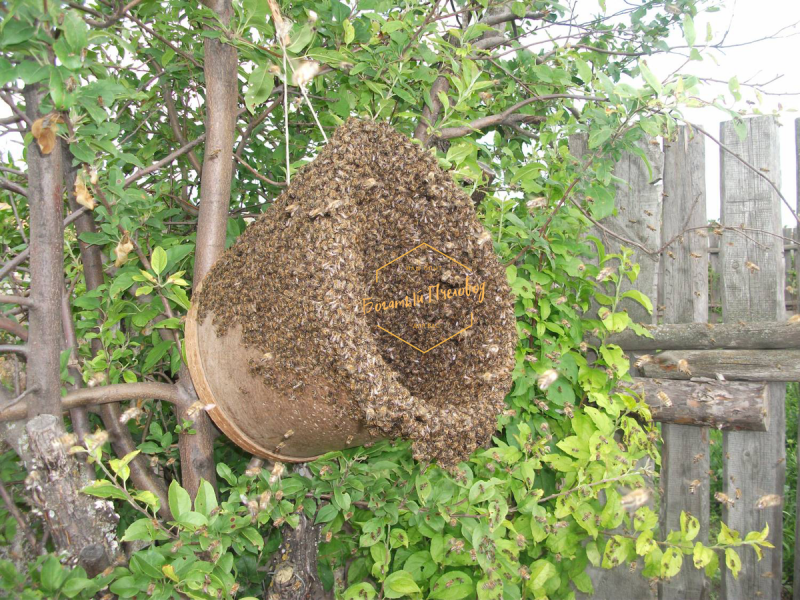 Пчелиный улей Рой пчёл