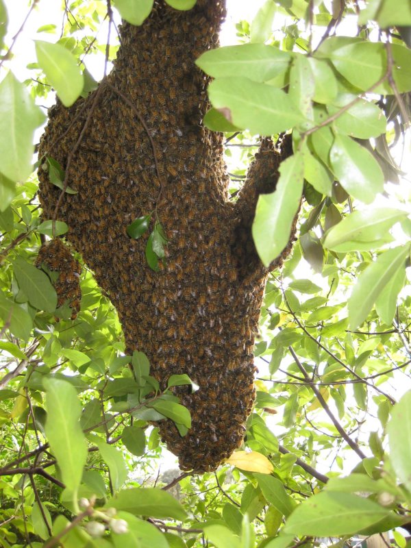 Пчелиный Рой в дикой природе