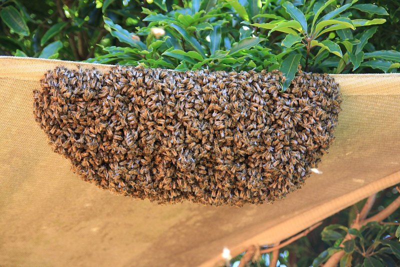 Пчеловодство. Роение пчел.