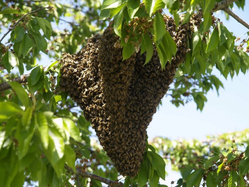 Пчелиная семья роение пчел