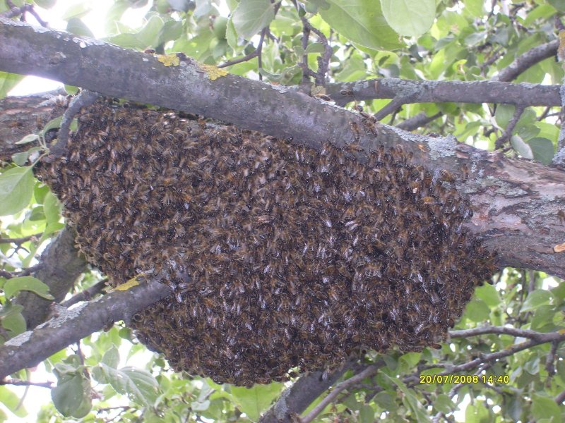 Медоносные пчелы Рой