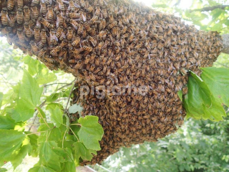 Пчелиный Рой Тамбов
