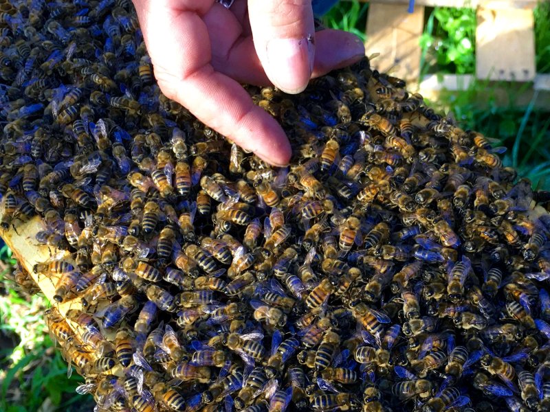 Улей в Bee Swarm