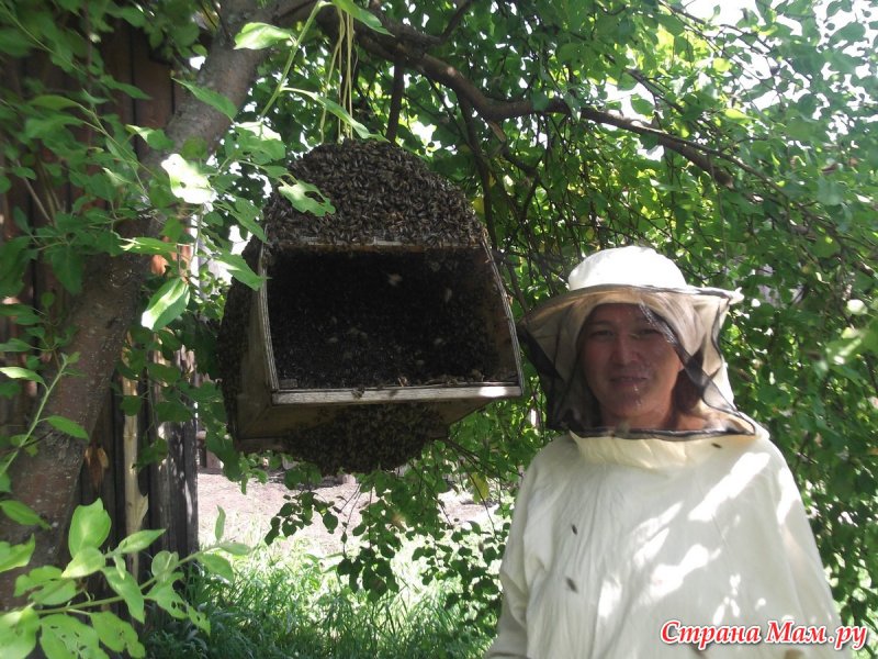 Пчелиный дом в природе
