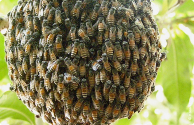Honey Bee пчела Bee Swarm
