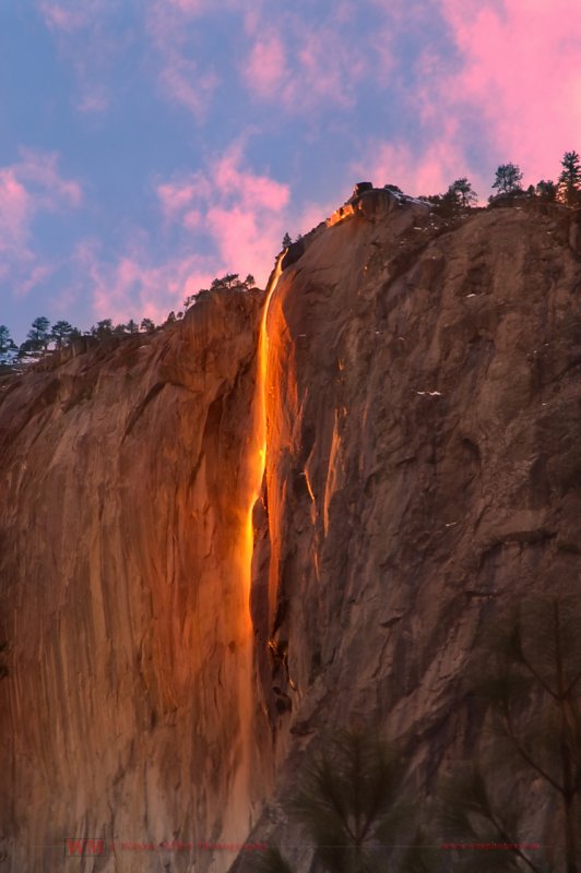 Огненный водопад лошадиный хвост