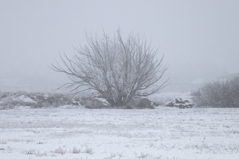 Голые деревья во льду туман