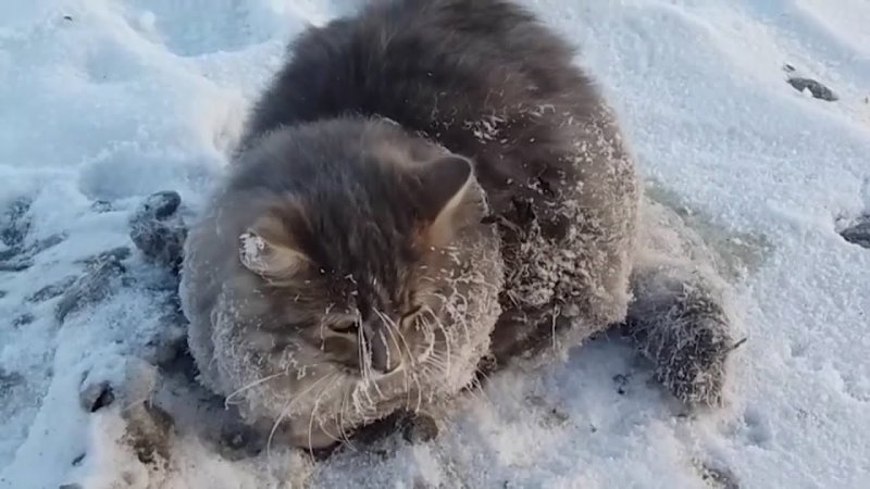 Замерзшие насмерть животные