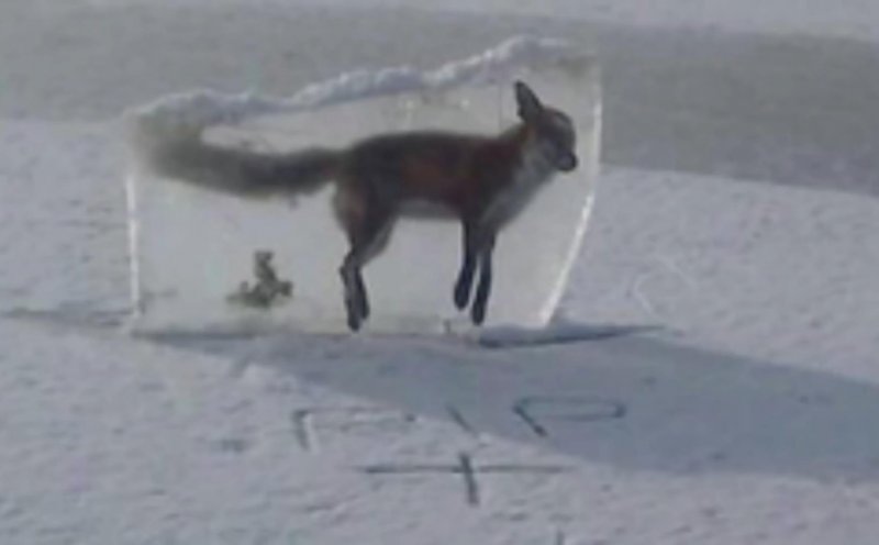 Замерзший табун лошадей в Казахстане