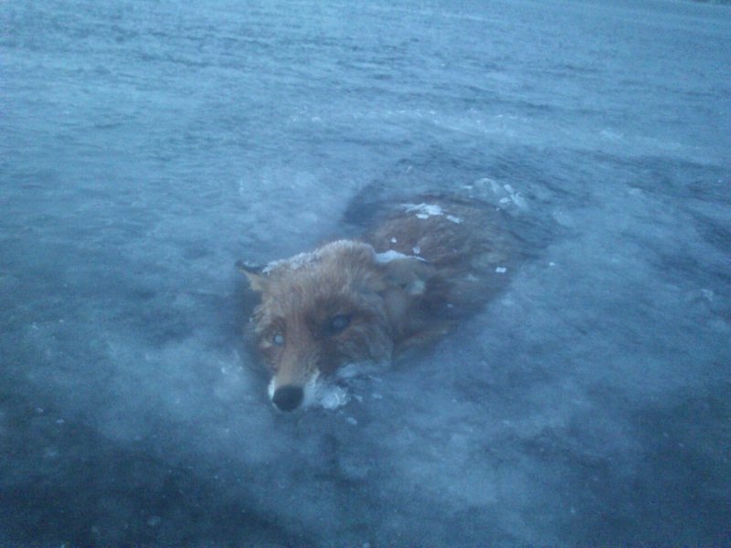 Вмерзшие в лед животные