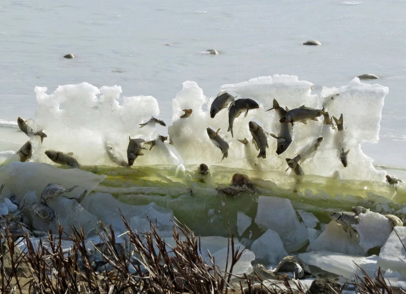 Замерзшие животные в воде