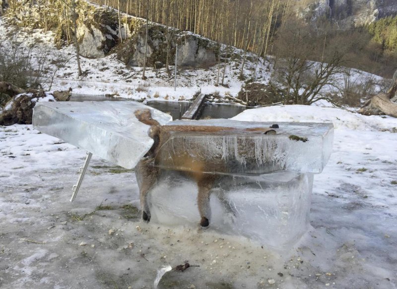 Замерзший табун лошадей в Казахстане