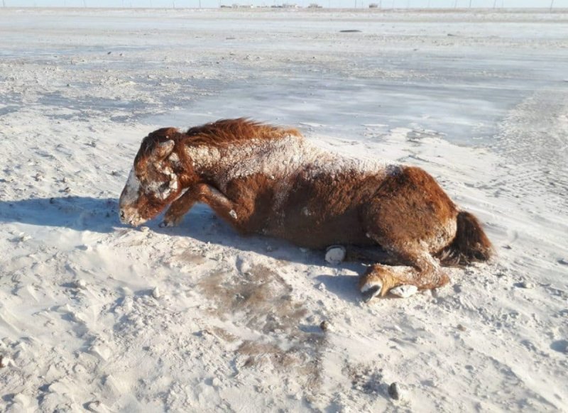 Лиса замерзла на ходу в Алтайском крае
