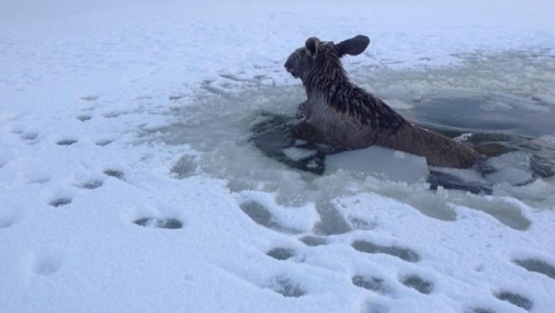 Вмерзшие в лед животные
