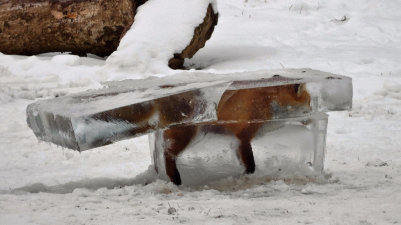 Животные застывшие во льду